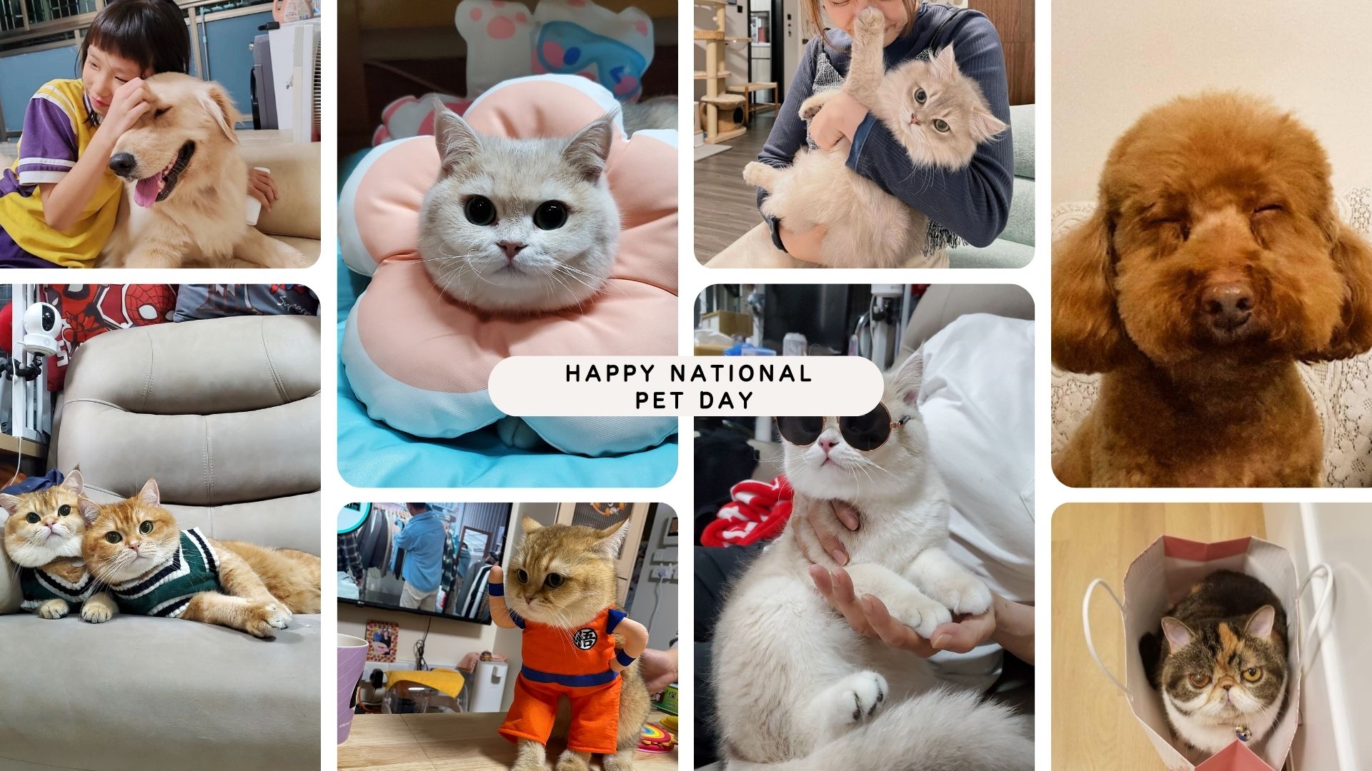 Paws and Play: Celebrating National Pet Day with Cherrypicks
